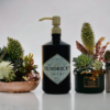 Hendrick's gin soap dispenser positioned in between two succulent plants. One in a terracotta pot and the other in a black and gold pot. The pump bottle has a vintage gold finish